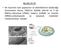 Çekirdek 4 bölümden oluşur Çekirdek zarı: karyolemma Kromatin: Chromatin Çekirdekcik: Nucleolus Çekirdek sıvısı: karyolymph