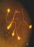 Sperm Morfolojisi ve Acridine Orange Boyaman n ICSI deki Fertilizasyon Oranlar ve Embriyo Kalitesi ile liflkisi
