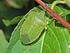 Nezara viridula (L.) (Hemiptera: Pentatomidae) nın fasulye baklasındaki zarar miktarı üzerine araştırmalar 1