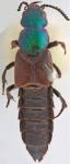 SOME ADDITIONAL NOTES ON THE GENUS PHILONTHUS STEPHENS (COLEOPTERA: STAPHYLINIDAE: STAPHYLININAE) IN TURKEY