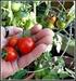 Evaluation of Fresh Market Tomato Cultivars for Climatic Conditions of Afyonkarahisar Abstract