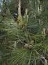 KIZILÇAM DA (Pinus brutia Ten.) ODUN YOĞUNLUĞUNUN X-RAY YOĞUNLUK ÖLÇER İLE BELİRLENMESİ. Bilgin GÜLLER
