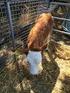 Sığırlarda Suni Tohumlama Uygulamaları Yönünden Genomik Seleksiyonun Önemi