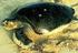 Doğu Akdeniz Sahillerinde Yuvalayan Chelonia mydas ve Caretta caretta Deniz Kaplumbağalarında Reprodüktif Ultrasonografi [1]