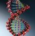 Kalıtım materyali olan DNA molekülü, nükleotid olarak adlandırılan küçük yapı