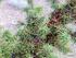 Çıplak Köklü Kokulu Ardıç (Juniperus foetidissima Wild.) Fidanlarında Su Potansiyeli Bileşenlerinde Oluşan Dönemsel Değişimler