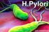 HİSTOLOJİK OLARAK MİDE KANSERİ İLE HELİCOBACTER PYLORİ ARASINDAKİ İLİŞKİ