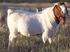 Yarı Entansif Koşullarda Yetiştirilen Şam Keçileri ile Kilis x Kıl Keçisi Melez Genotipinin Süt ve Döl Verim Özellikleri*