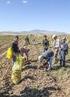 Ahlat İlçesinde Patates Üretimi ve Sorunları Üzerine Bir Araştırma (1)