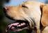 Akut ve Kronik Böbrek Yetmezliğine Sahip Köpeklerde Lipid Profilinin Değerlendirilmesi