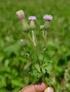 sp. Cirsium Arvense L.