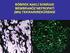 Fokal Segmental Glomerüloskleroz Focal Segmental Glomerulosclerosis