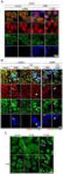 : RNA POSITIVE CONTROL PROBE-US EXPORT