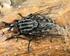 Zararlı Böceklerin Toplanmasında Kullanılacak Entegre Feromon Tuzak Sistemi: Böcek Toplama Kafesleri