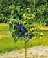 ELMA (Pyrus malus L.) VE ERİK (Prunus domestica L.) BAHÇELERİNDE SAPTANAN BAZI BİTKİ PARAZİTİ NEMATOD TÜRLERİNİN TAKSONOMİK ÖZELLİKLERİ 1