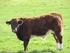 Holstein Hereford Angus Jersey Simmental. Shorthorn Charolais Montbeliard Corriente