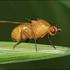 Drosophila melanogaster de LARVAL VE ERGİN DÖNEM BESİN KISITLAMASININ ÖMÜR UZUNLUĞU ÜZERİNE ETKİSİNİN ARAŞTIRILMASI