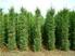 Çam Ağacı Kabuğunun Süs Bitkisi Yetiştirme Ortamı Olarak Kullanılabilirliğinin Belirlenmesi