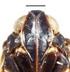 Türkiye Cixiidae (Homoptera) türleri üzerinde taksonomik çalışmalar - VII. Pentastirini : Hyalesthes Signoret