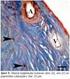ARAŞTIRMA. Kınalı Keklikte (Alectoris chukar) Tunica Fibrosa Bulbi nin Morfolojik Özelliklerinin Araştırılması