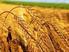 Buğday Üretiminde Optimum Hasat Döneminin Belirlenmesi