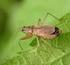 Avcı böcek Orius albidipennis (Reuter) (Hemiptera: Anthocoridae) in laboratuar koģullarında bazı biyolojik özellikleri