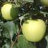 Elma ağaçlarının çeşitli kısımlarına arız olan bir çok hastalık ve zararlı vardır.