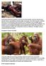 Orangutan insansı bir türdür
