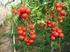 Yapraktan kalsiyum uygulamasının farklı sera domates çeşitlerinde verim, meyve kalitesi ve mineral beslenmesine etkisi #