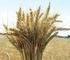 BUĞDAY (Triticum spp.) Buğdayda Toprak Hazırlığı: