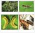 Çukurova da Trichogramma evanescens Westwood (Hymenoptera: Trichogrammatidae) in yayılış alanı ile doğal parazitleme oranının belirlenmesi *