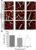 Effect of different Fibers on the Fresh and Mechanical Properties of Self-Compacting-Concrete