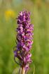 pyramidalis (L.) L.C. Rich, Dactylorhiza incarnata (L.) Soo, Dactylorhiza nieschalkiorum