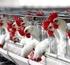 Tavuk ve Horozların Gelişme Sürecinde Hipofiz Bezi Pars Distalisinin Histolojik Yönden İncelenmesi