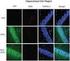 Kit Components. Proteasome-Glo Caspase-Like Cell-Based Assay 5x10ml