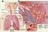 Akciğer Kanserinde Hemoptizi