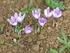 Farklı Dikim Derinliklerinin ve Soğan Boylarının Safranın (Crocus sativus L.) Verim ve Verim Kriterlerine Etkisi