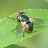 Tachinidae (Diptera) species from some uplands in Tokat province (Turkey)