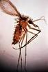 Sivrisinek ve Phlebotomus mücadelesinde veya parazit hastalıkların anlatılmasında kullanılan ve de pek anlaşılmayan iki kavram vardır.
