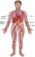 Akciğer Lenfatik Sistemi