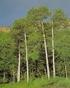 Sığla Ağacı (Liquidambar orientalis Mill.) Odunu ve Kabuğunun Kimyasal Bileşenleri