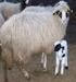 Karayaka Irkı Koyunlarında Kas Lifi Tiplerinin ve Sayısının Belirlenmesi