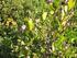 Siyah ve beyaz mersinde (Myrtus communis) meyve özelliklerinin ve yaprak uçucu yağ bileşiminin mevsimsel değişimi