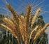 Ekmeklik buğday çeşitlerinin dane verimi, bazı kimyasal ve reolojik özellikleri üzerine bir araştırma
