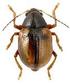 Contribution to the knowledge of the Elaterinae (Coleoptera, Elateridae) fauna of Turkey