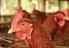 Kuş Gribi; Avian İnfluenza; H5N1virüsü; Tavuk vebası; Enfeksiyon Hastalıkları ve Klinik Mikrobiyoloji Uzmanı