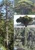 Pinus nigra J. F. var. şeneriana (Saatçioğlu) Yalt. (Ebe Karaçamı) nın Yeni Bir Yayılış Alanı
