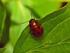 Gonioctena fornicata (Brüggeman) (Coleoptera: Chrysomelidae) nın Bursa İli Yonca Ekiliş Alanlarında Biyolojisi, Yayılışı ve Populasyon Dalgalanması