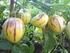 Pepino (Solanum muricatum) Meyvesinin Aroma Maddeleri Bileşimi