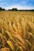 TUZLU SULAMA SULARININ BUĞDAYDA VERİM VE KALİTEYE ETKİSİ * Effects of Saline Water on the Yield and Quality of Wheat